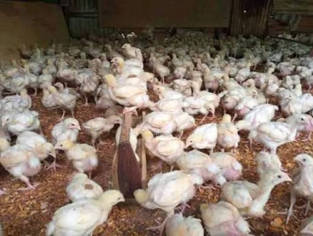 Des poussins au Burkina