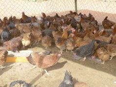 Burkina: une campagne de formation des bassecouriers et des gestionnaires de fermes fixée au 24 octobre 2026