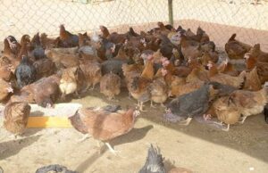 Burkina: une campagne de formation des bassecouriers et des gestionnaires de fermes fixée au 24 octobre 2026
