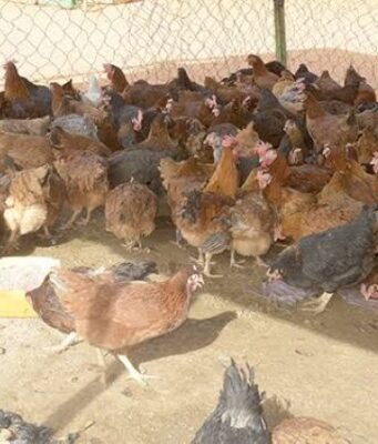 Burkina: une campagne de formation des bassecouriers et des gestionnaires de fermes fixée au 24 octobre 2026
