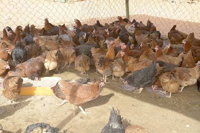Ferme avicole